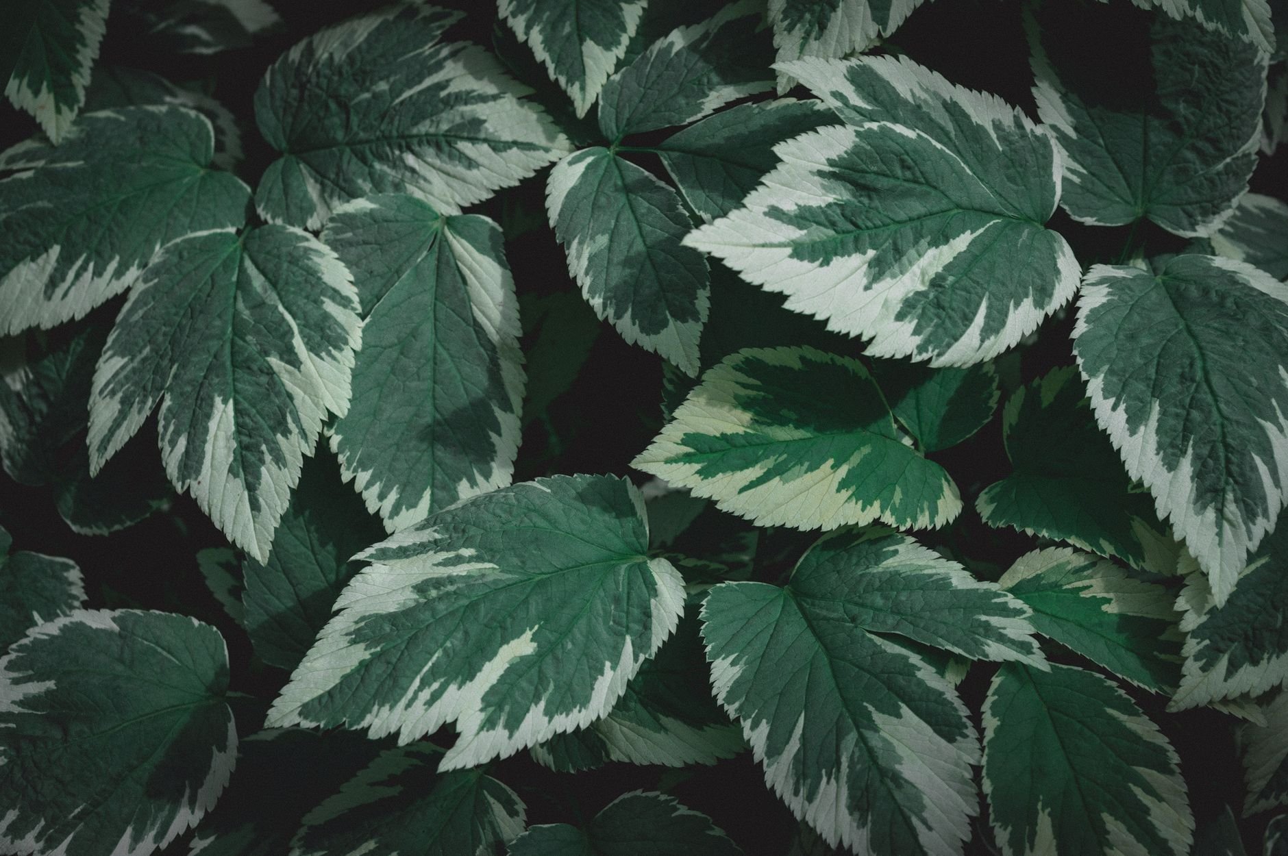 Lush natural green leaves representing the organic, plant-based ingredients in PawCute