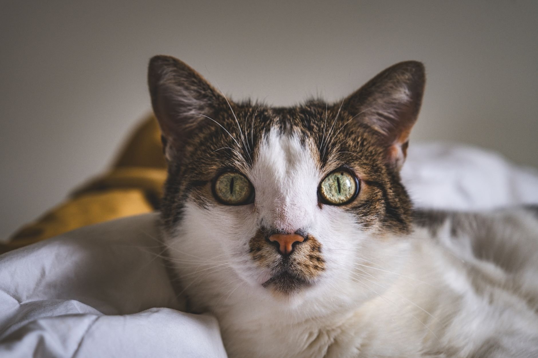 Relaxed domestic cat resting on soft white linen — at home with clean, natural surroundings